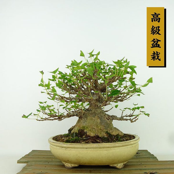 盆栽 楓 樹高 約16cm かえで 高級盆栽 Acer カエデ 紅葉 カエデ科 落葉樹 観賞用 小品 g1198420368