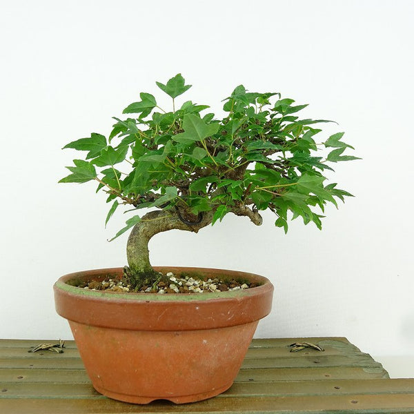 盆栽 楓 樹高 約10cm かえで Acer カエデ 紅葉 カエデ科 落葉樹 観賞用 小品 p1198413345