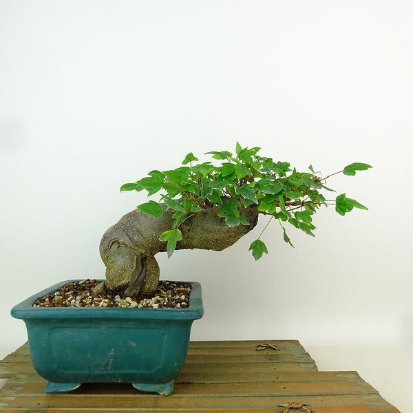 盆栽 楓 樹高 約13cm かえで Acer カエデ 紅葉 カエデ科 落葉樹 観賞用 小品 e1198413264