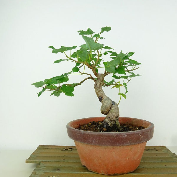 盆栽 楓 宮様楓 樹高 約17cm かえで Acer カエデ 紅葉 カエデ科 落葉樹 観賞用 小品 x1198411782