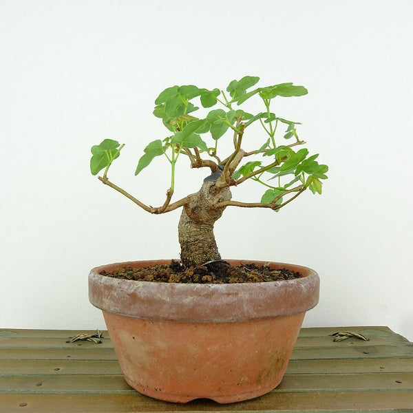 盆栽 楓 宮様楓 樹高 約10cm かえで Acer カエデ 紅葉 カエデ科 落葉樹 観賞用 小品 r1198400947