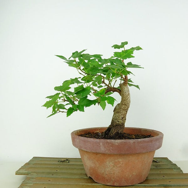 盆栽 楓 宮様楓 樹高 約15cm かえで Acer カエデ 紅葉 カエデ科 落葉樹 観賞用 小品 t1198410371