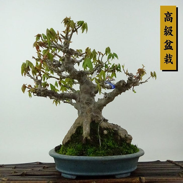 盆栽 楓 樹高 約19cm かえで 高級盆栽 Acer カエデ 紅葉 カエデ科 落葉樹 観賞用 小品 c1198407186