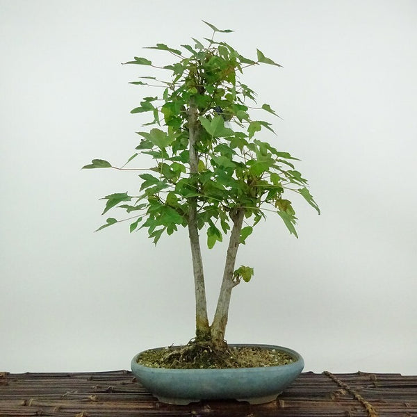 盆栽 楓 樹高 約37cm かえで Acer カエデ 紅葉 カエデ科 落葉樹 観賞用 b1198416448