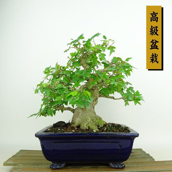 盆栽 楓 樹高 約19cm かえで 高級盆栽 Acer カエデ 紅葉 カエデ科 落葉樹 観賞用 小品 s1198417309