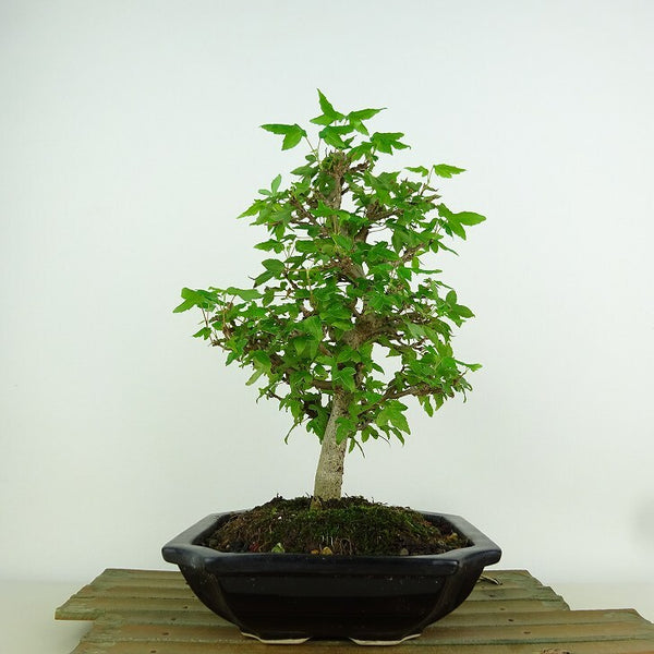 盆栽 楓 樹高 約15cm かえで Acer カエデ 紅葉 カエデ科 落葉樹 観賞用 小品 k1198408532