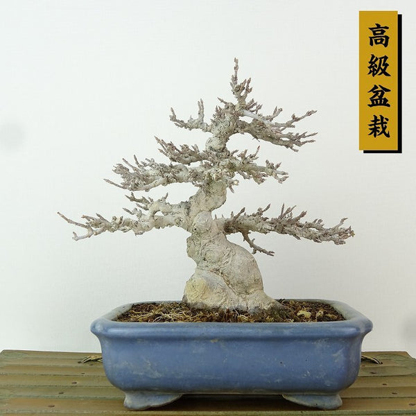 盆栽 楓 樹高 約13cm かえで 高級盆栽 Acer カエデ 紅葉 カエデ科 落葉樹 観賞用 小品 n1198409634