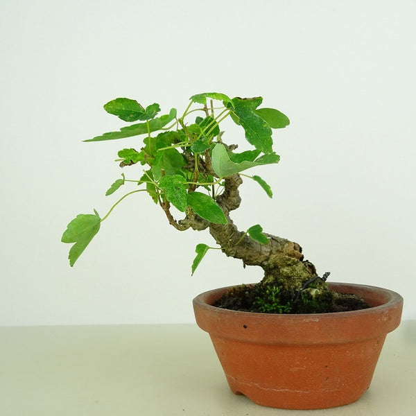 盆栽 楓 樹高 約9cm かえで Acer カエデ 紅葉 カエデ科 落葉樹 観賞用 小品 d1198425712