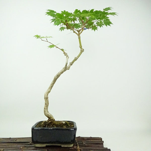 盆栽 楓 羽団扇楓 樹高 約 43cm かえで ハウチワカエデ 紅葉 カエデ科 落葉樹 観賞用 d1198427057