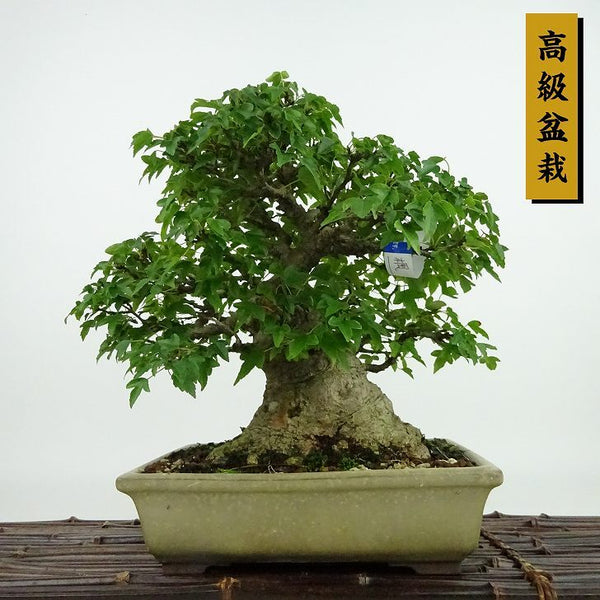 盆栽 楓 樹高 約21cm かえで 高級盆栽 Acer カエデ 紅葉 カエデ科 落葉樹 観賞用 p1198418875
