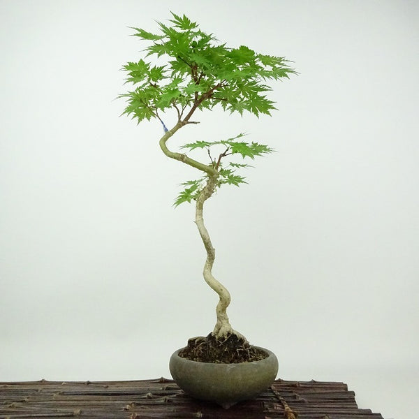 盆栽 楓 羽団扇楓 樹高 約 38cm かえで ハウチワカエデ 紅葉 カエデ科 落葉樹 観賞用 e1198412030