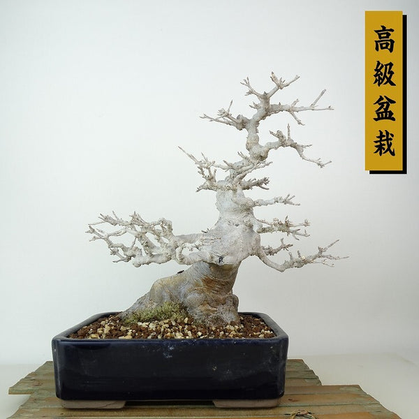 盆栽 楓 樹高 約22cm かえで 高級盆栽 Acer カエデ 紅葉 カエデ科 落葉樹 観賞用 t1198404490