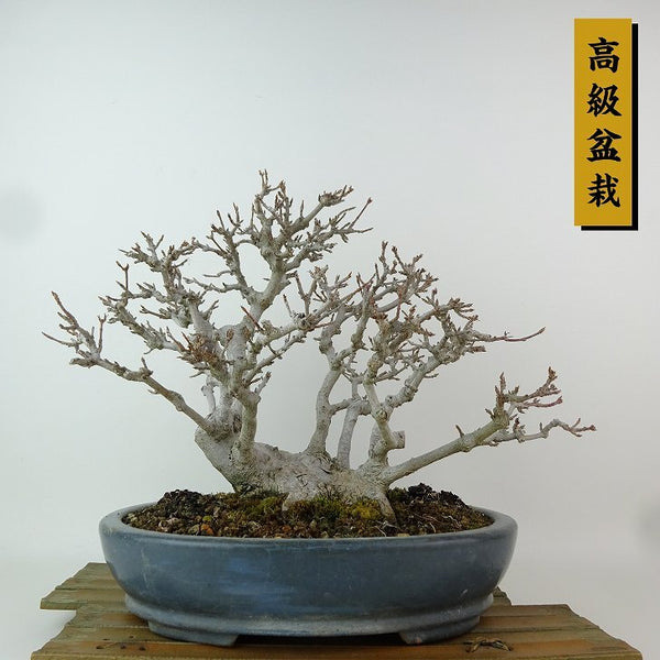 盆栽 楓 樹高 約23cm かえで 高級盆栽 Acer カエデ 紅葉 カエデ科 落葉樹 観賞用 t1198412312