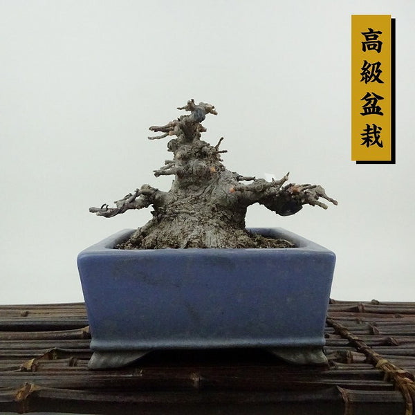 盆栽 楓 樹高 約9cm かえで 高級盆栽 Acer カエデ 紅葉 カエデ科 落葉樹 観賞用 小品 p1198418129