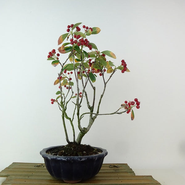 盆栽 鎌柄 樹高 約27cm かまつか Pourthiaea villosa カマツカ バラ科 落葉樹 観賞用 1198402437