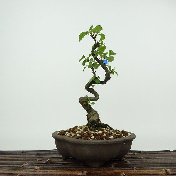 盆栽 ガマズミ 金華山 樹高 約18cm Viburnum dilatatum がまずみ レンプクソウ科 ガマズミ属 落葉樹 紅葉 観賞用 小品 m1198411857