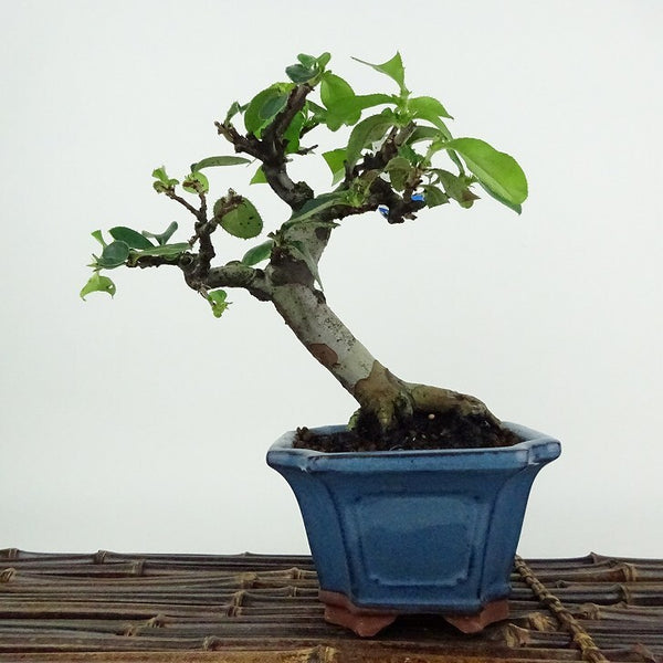 盆栽 花梨 樹高 約15cm かりん Pseudocydonia sinensis カリン バラ科 落葉樹 観賞用 小品 v1198443351