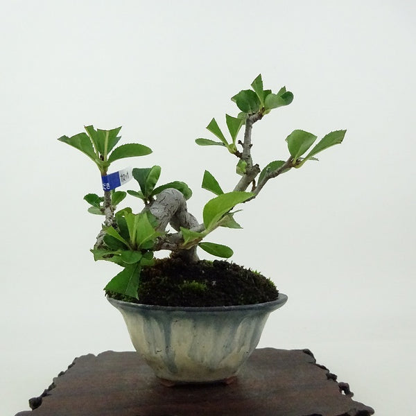 盆栽 鎌柄 樹高 約10cm かまつか Pourthiaea villosa カマツカ バラ科 落葉樹 観賞用 小品 f1198412060