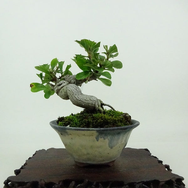 盆栽 鎌柄 樹高 約10cm かまつか Pourthiaea villosa カマツカ バラ科 落葉樹 観賞用 小品 r1198406585