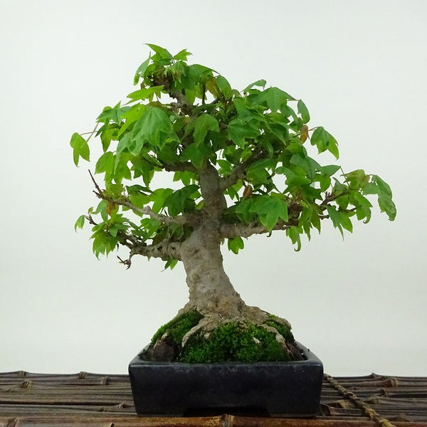 盆栽 楓 樹高 約19cm かえで Acer カエデ 紅葉 カエデ科 落葉樹 観賞用 小品 u1198422296