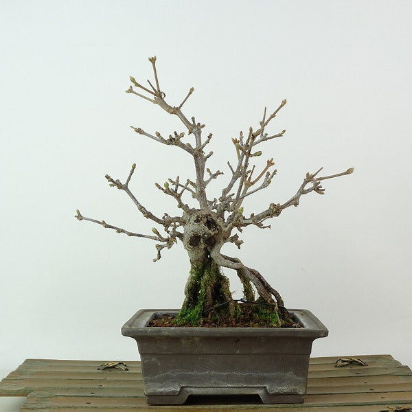 盆栽 ガマズミ 樹高 約18cm Viburnum dilatatum がまずみ 根上り レンプクソウ科 ガマズミ属 落葉樹 紅葉 観賞用 小品 x1198415906