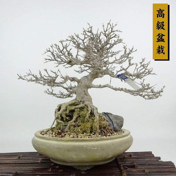 盆栽 楓 樹高 約24cm かえで 高級盆栽 Acer カエデ 紅葉 石付き カエデ科 落葉樹 観賞用 f1198410879