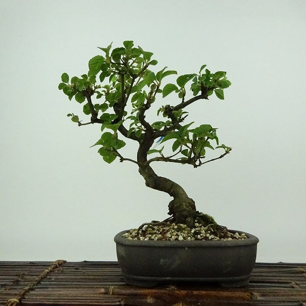 盆栽 ガマズミ 金華山 樹高 約20cm Viburnum dilatatum がまずみ レンプクソウ科 ガマズミ属 落葉樹 紅葉 観賞用 小品 v1198438027