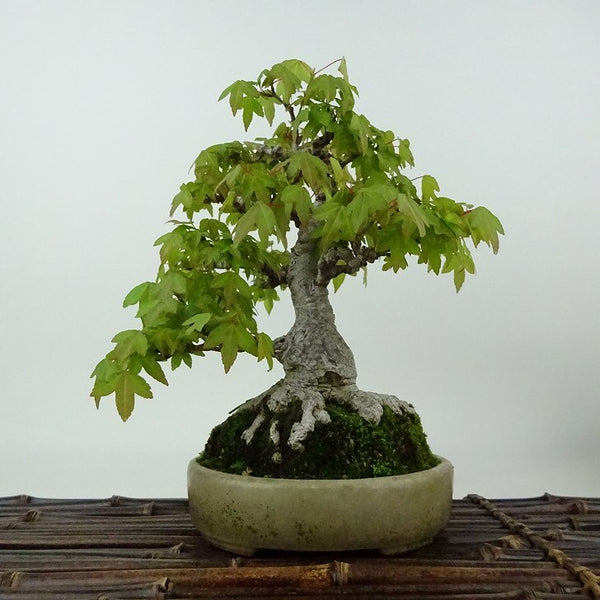 盆栽 楓 樹高 約20cm かえで Acer カエデ 紅葉 カエデ科 落葉樹 観賞用 小品 v1198438976