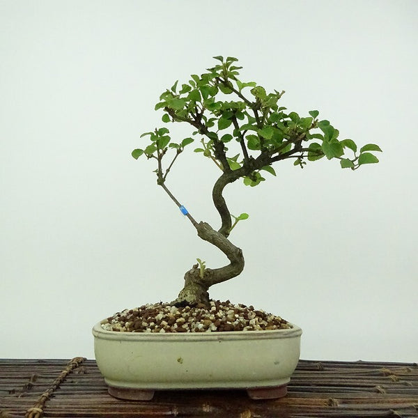 盆栽 ガマズミ 金華山 樹高 約22cm Viburnum dilatatum がまずみ レンプクソウ科 ガマズミ属 落葉樹 紅葉 観賞用 h1198420538