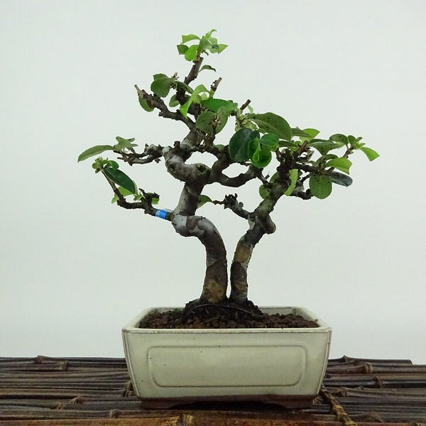 盆栽 花梨 樹高 約19cm かりん Pseudocydonia sinensis カリン バラ科 落葉樹 観賞用 小品 v1198441456