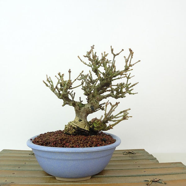 盆栽 ガマズミ 金華山 樹高 約15cm Viburnum dilatatum がまずみ レンプクソウ科 ガマズミ属 落葉樹 紅葉 観賞用 小品 e1198414517