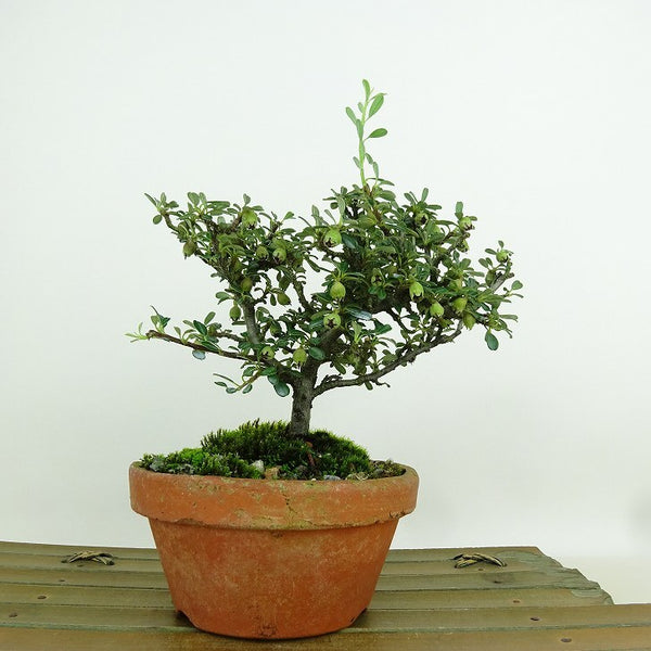 盆栽 鎌柄苔桃 樹高 約15cm かまつかこけもも カマツカコケモモ バラ科 シャリンドトウ属 常緑樹 観賞用 小品 1198399691