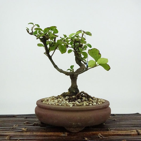 盆栽 ガマズミ 金華山 樹高 約15cm Viburnum dilatatum がまずみ レンプクソウ科 ガマズミ属 落葉樹 紅葉 観賞用 小品 p1198419215