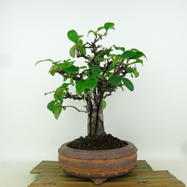 盆栽 花梨 樹高 約29cm かりん Pseudocydonia sinensis カリン バラ科 落葉樹 観賞用 q1198408349
