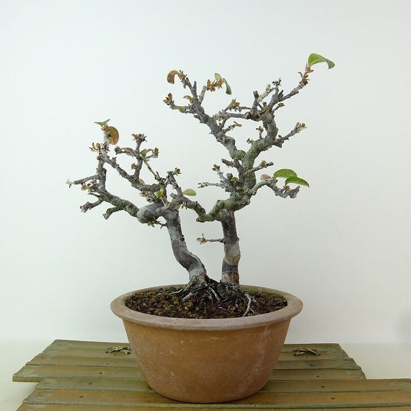 盆栽 花梨 樹高 約21cm かりん Pseudocydonia sinensis カリン 花 バラ科 落葉樹 観賞用 u1198428412