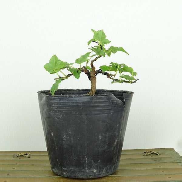 盆栽 楓 宮様楓 樹高 約8cm かえで Acer カエデ 紅葉 カエデ科 落葉樹 観賞用 小品 c1198407977