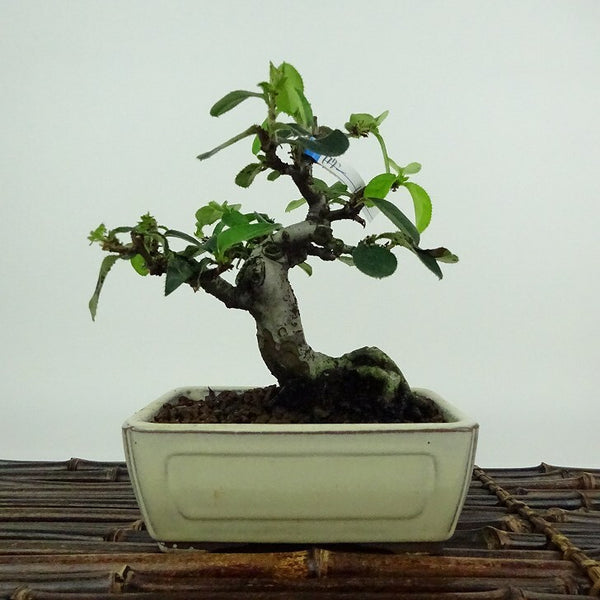 盆栽 花梨 樹高 約13cm かりん Pseudocydonia sinensis カリン バラ科 落葉樹 観賞用 小品 q1198413523