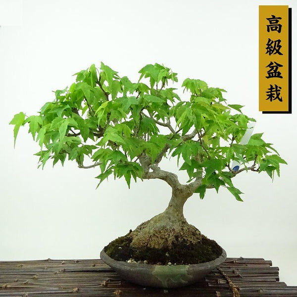 盆栽 楓 樹高 約27cm かえで 高級盆栽 Acer カエデ 紅葉 カエデ科 落葉樹 観賞用 s1198412683