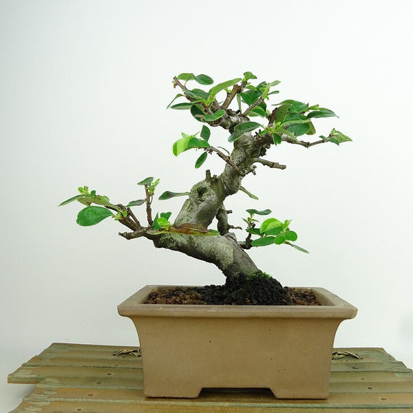 盆栽 花梨 樹高 約16cm かりん Pseudocydonia sinensis カリン バラ科 落葉樹 観賞用 小品 n1198410971
