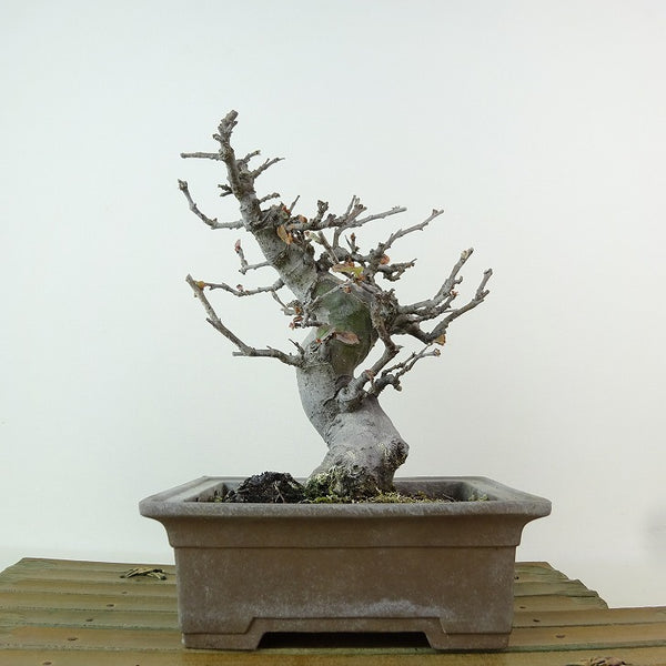 盆栽 花梨 樹高 約16cm かりん Pseudocydonia sinensis カリン バラ科 落葉樹 観賞用 小品 f1198408388