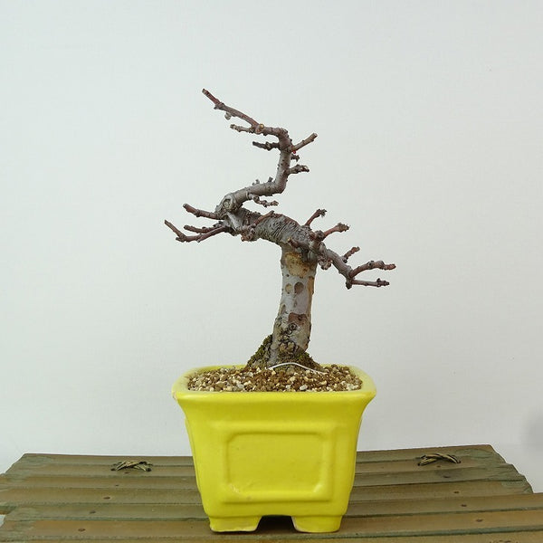 盆栽 花梨 樹高 約13cm かりん Pseudocydonia sinensis カリン バラ科 落葉樹 観賞用 小品 p1198421506