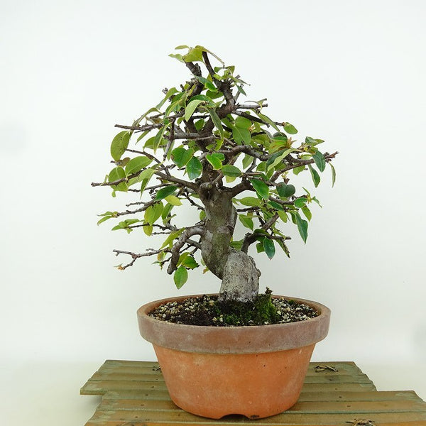 盆栽 花梨 樹高 約23cm かりん Pseudocydonia sinensis カリン バラ科 落葉樹 観賞用 t1198412217