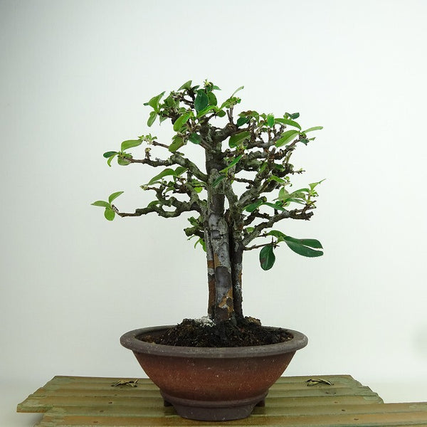 盆栽 花梨 樹高 約21cm かりん Pseudocydonia sinensis カリン バラ科 落葉樹 観賞用 g1198419474