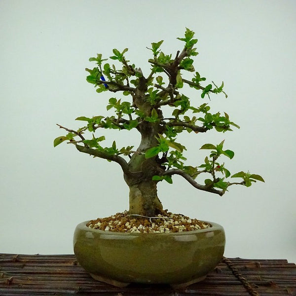盆栽 花梨 樹高 約20cm かりん Pseudocydonia sinensis カリン バラ科 落葉樹 観賞用 小品 1198402348