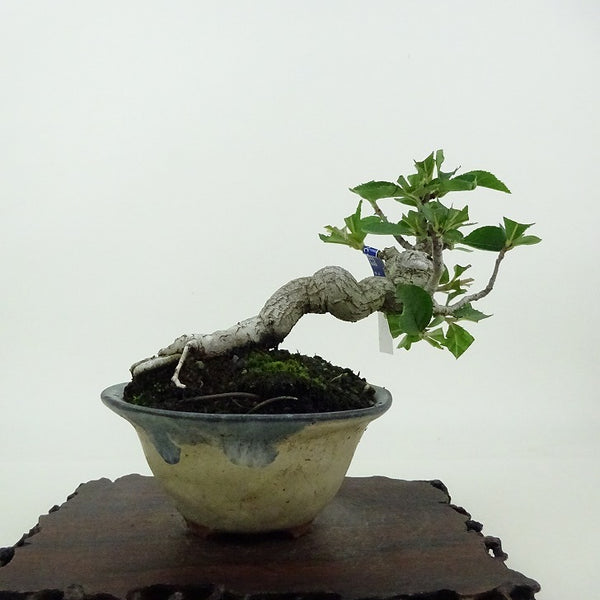 盆栽 鎌柄 樹高 約9cm かまつか Pourthiaea villosa カマツカ バラ科 落葉樹 観賞用 小品 d1198424376