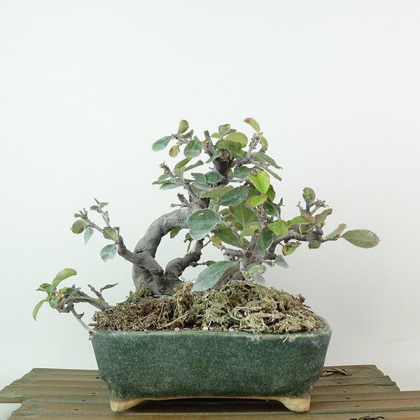 盆栽 花梨 樹高 約15cm かりん Pseudocydonia sinensis カリン バラ科 落葉樹 観賞用 小品 l1198411273