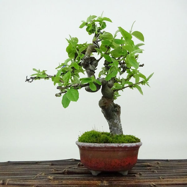 盆栽 花梨 樹高 約19cm かりん Pseudocydonia sinensis カリン バラ科 落葉樹 観賞用 小品 j1198416464