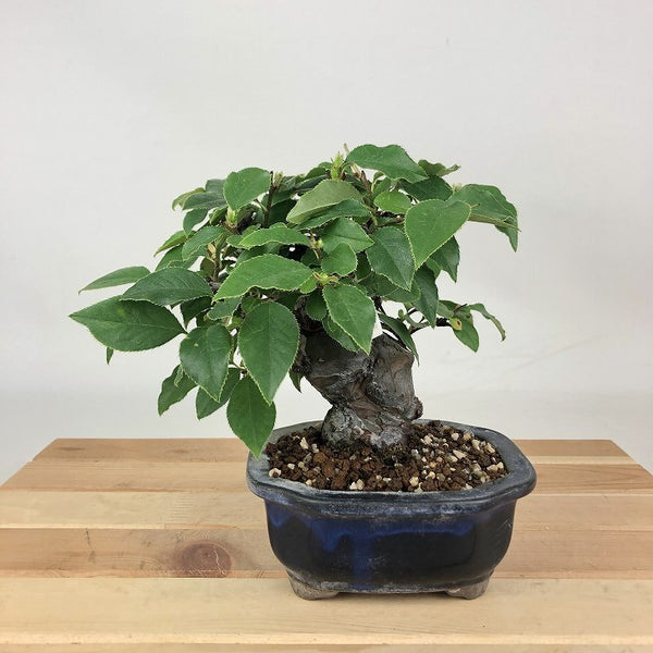 盆栽 花梨 樹高 約14cm かりん Pseudocydonia sinensis カリン バラ科 落葉樹 観賞用 小品 j1198418306