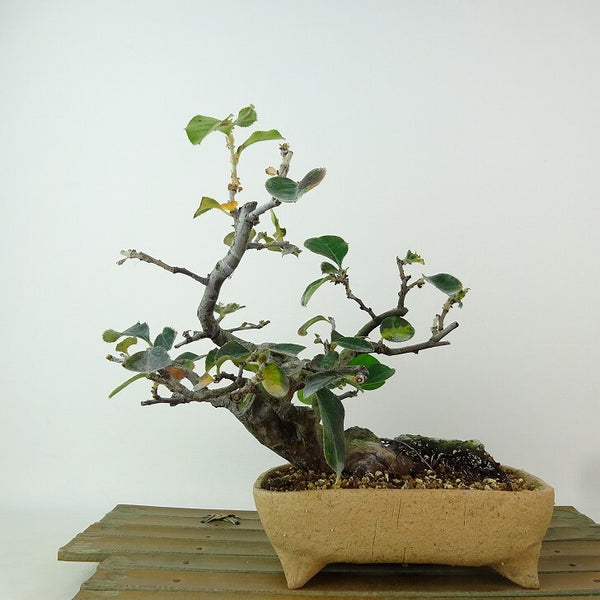 盆栽 花梨 樹高 約20cm かりん Pseudocydonia sinensis カリン バラ科 落葉樹 観賞用 小品 j1198414177