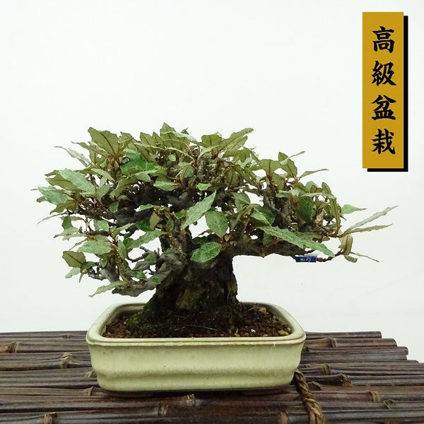 盆栽 寒茱萸 樹高 約11cm かんぐみ 高級盆栽 Elaeagnus カングミ ミ科 常緑樹 観賞用 小品 u1198431006